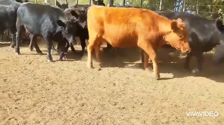 Lote 65 Vaquillonas C/ gtia de preñez en Dolores, Buenos Aires