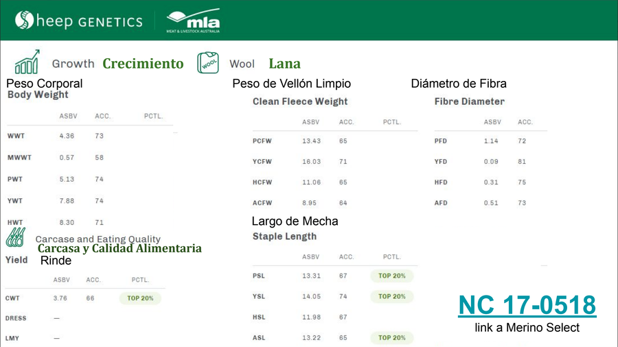 Lote Carnero TOP, 17-0518