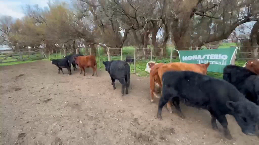 Lote 28 Terneros/as en Buenos Aires, Gral. Lamadrid