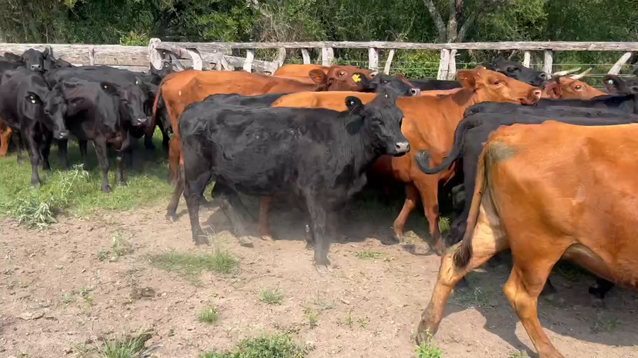 Lote 38 Vacas de invernar en Durazno, Entre Ríos