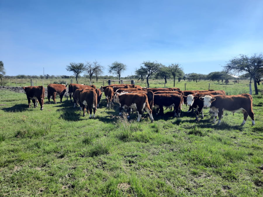 Lote SAENZ VALIENTE, BULLRICH Y Cia. S.A.
