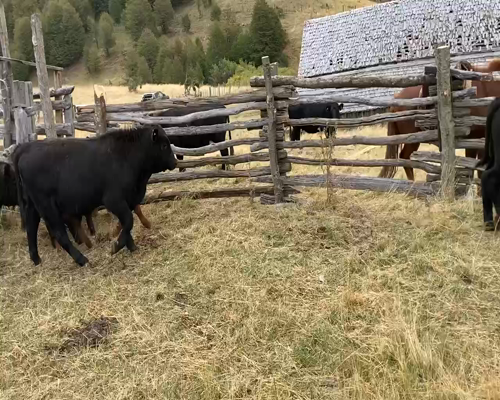 Lote 27 Ternero en Coyhaique, XI Región Aysén