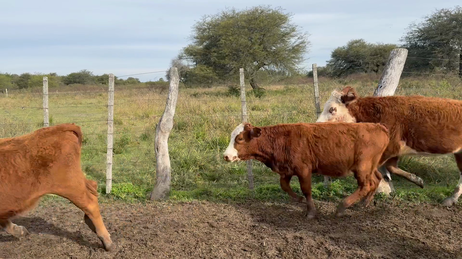 Lote 80 Terneros/as en Corrientes, Goya