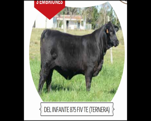 Lote DEL INFANTE 875 | NANDO