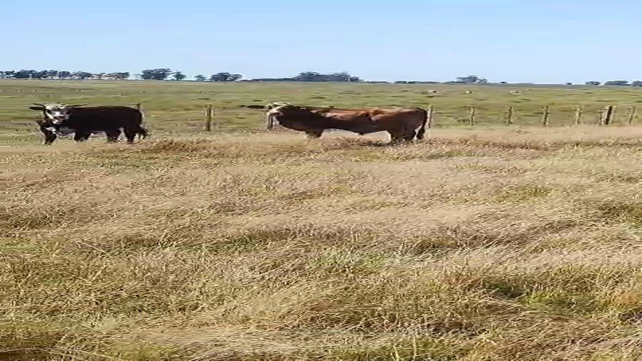 Lote 10 Novillos 1 a 2 años