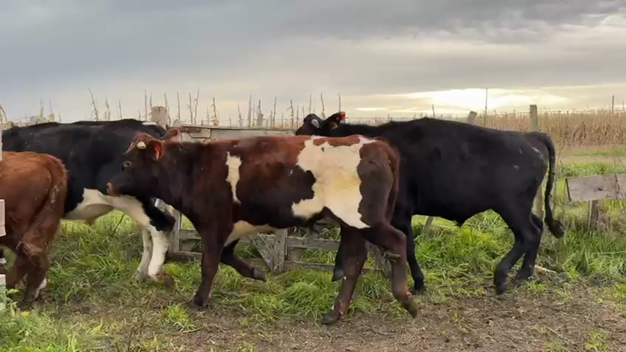 Lote NOVILLOS 1 a 2 AÑOS