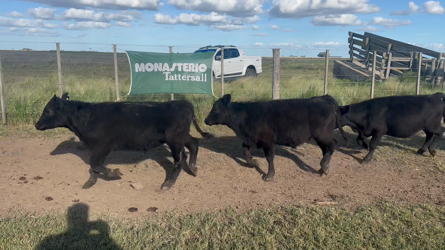 Lote 25 Terneros en Tres Arroyos