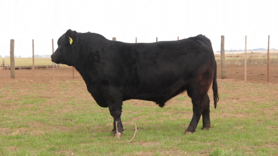 Lote TOROS PUROS DE PEDIGREE