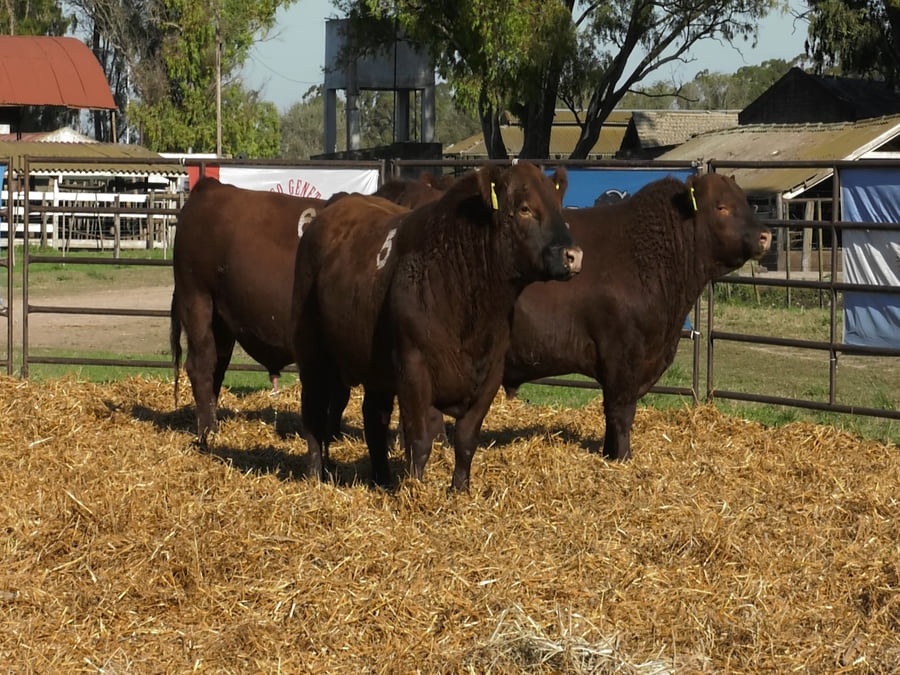Lote TOROS ANGUS COLORADOS PC