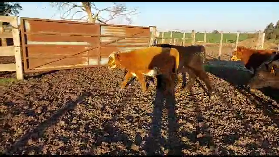 Lote 23 terneros