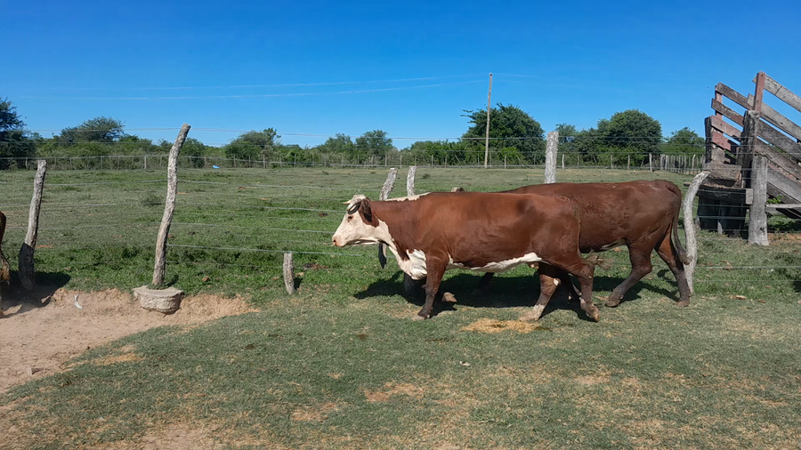 Lote 39 Vaca Consumo en Corrientes, Curuzú-Cuatiá