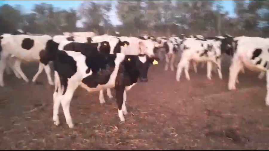 Lote 50 Novillitos Holando Argentino en Esperanza, Santa Fe
