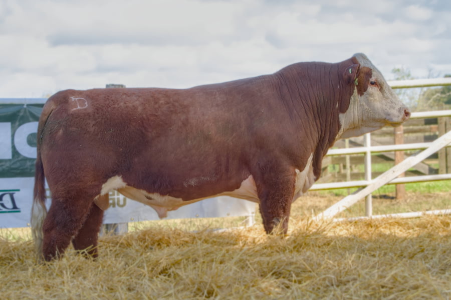 Lote Lote 19