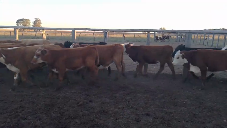 Lote 42 Terneros en Corrientes, Paso de Los Libres