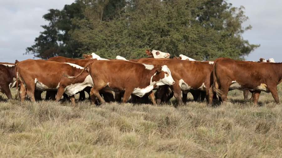 Lote Vaquillas señal 3 preñadas de primavera REMATE AGOSTO 2026