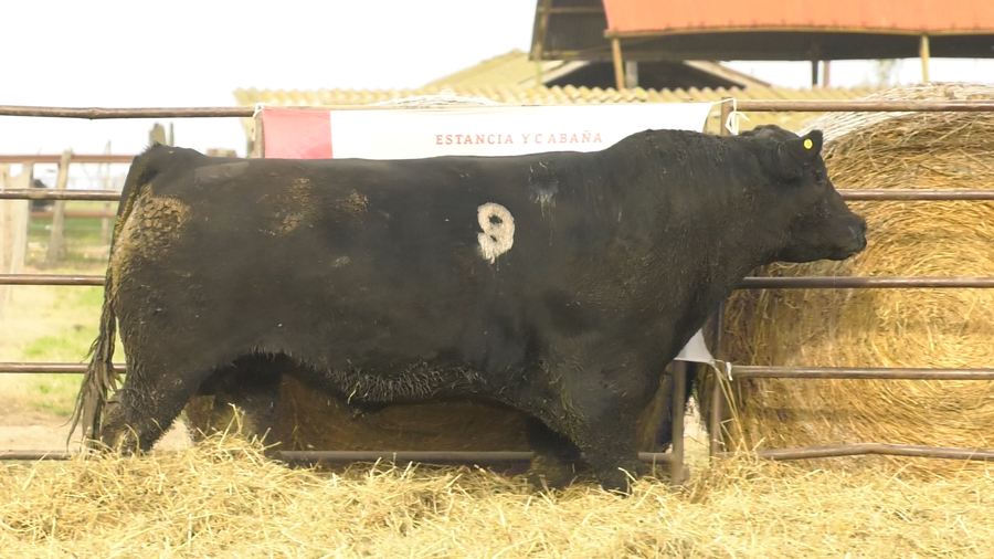 Lote TOROS ANGUS NEGROS  PC