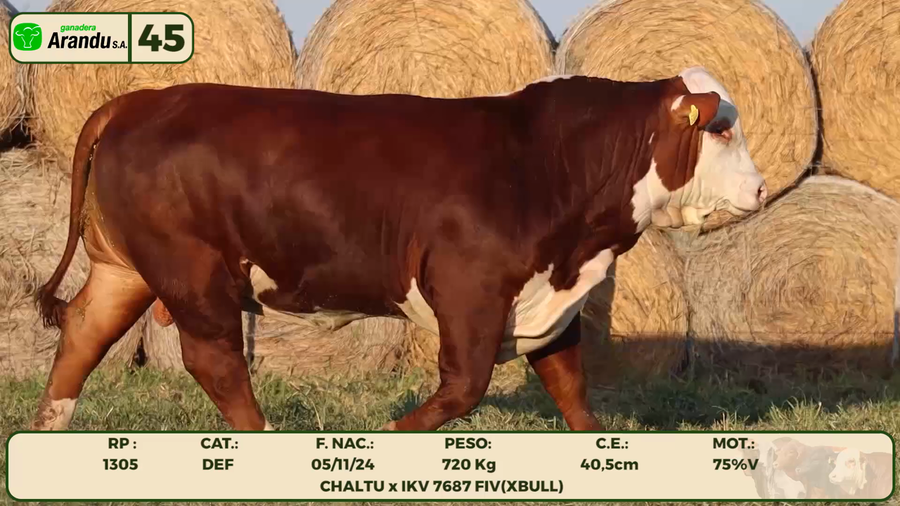 Lote LOTE 45