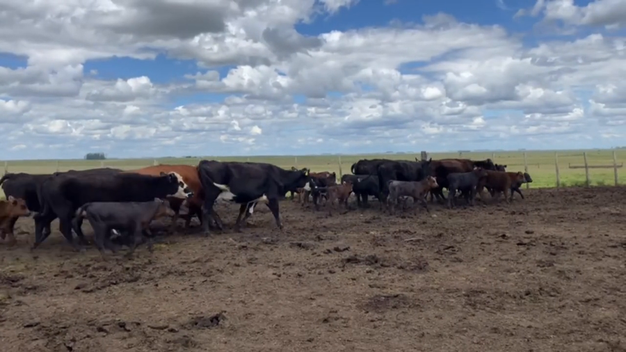 Lote Piezas de cría