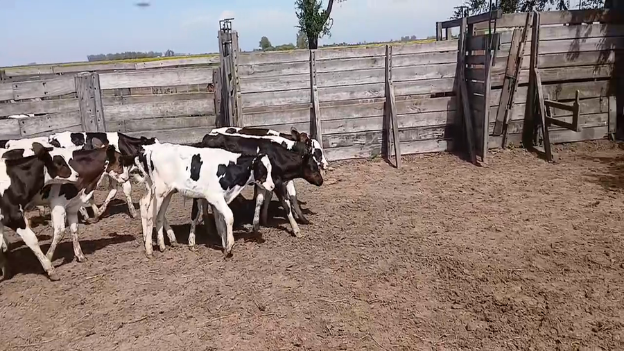 Lote 15 Terneros Holando