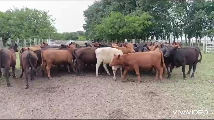 Lote 51 Terneras
