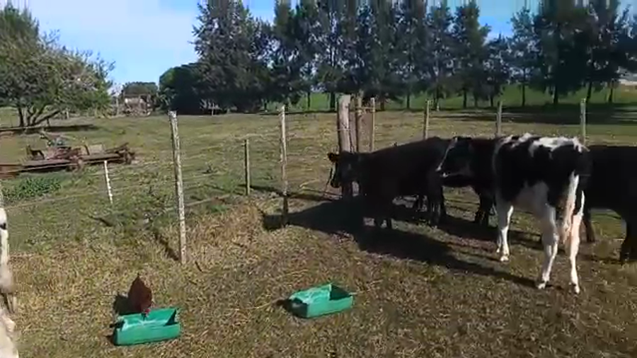 Lote 5 Terneros NORMANDO Y CRUZAS a remate en Pantalla Camy Mayo - Desde La Cuenca 240kg - , San José