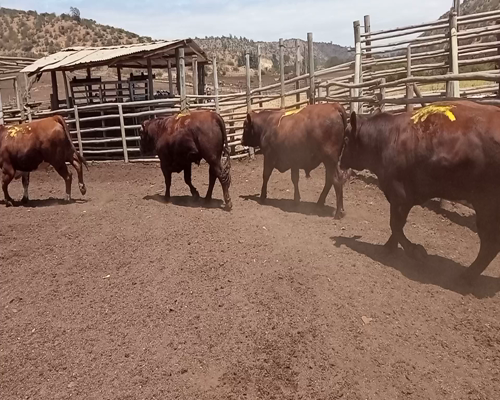 Lote 20 Torete en Melipilla, Región Metropolitana