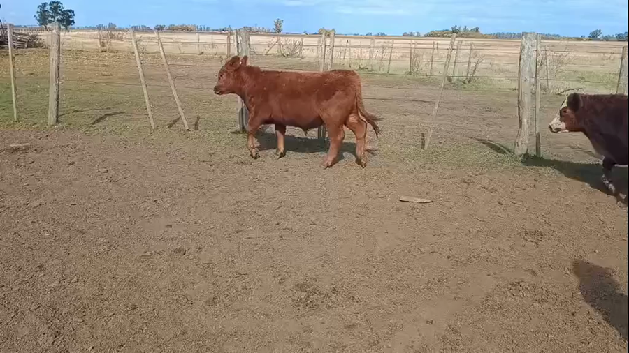 Lote 62 Terneros en Suipacha, Buenos Aires