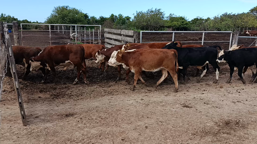 Lote 60 Terneros/as Braford y sus cruzas en Cululú,  Santa Fe