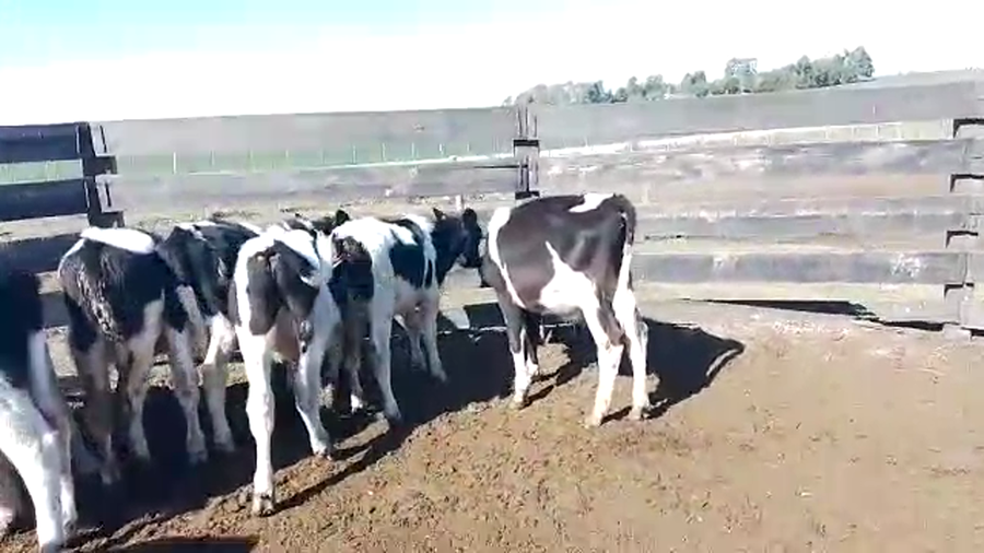 Lote 8 Terneros Holando