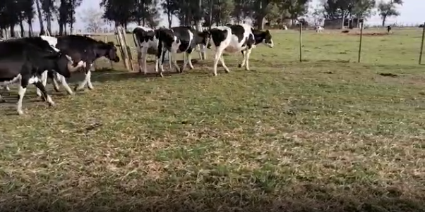 Lote 25 Vaquillonas en San José