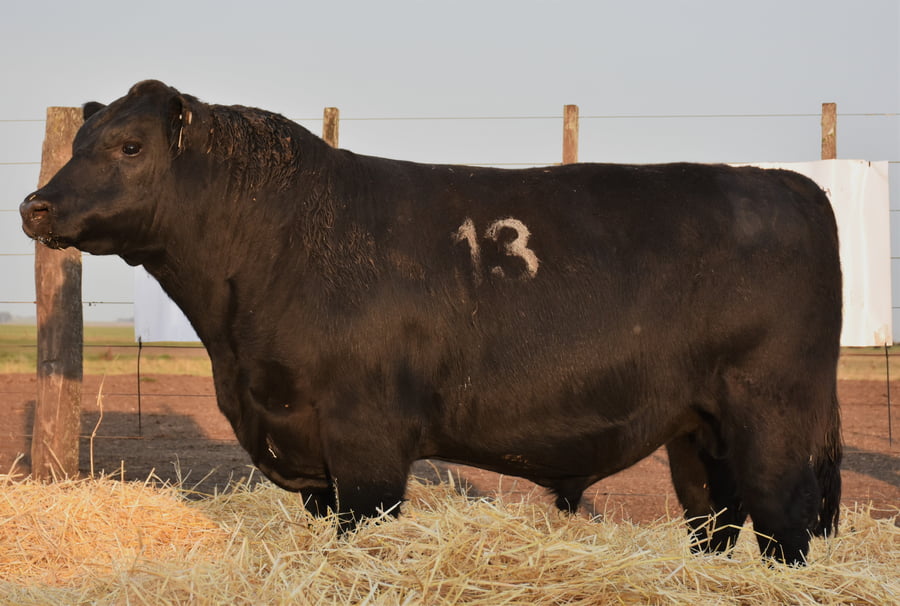Lote TOROS PC