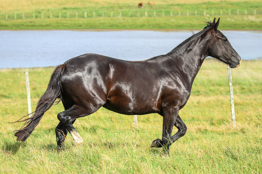 Lote CATANDUVA DALIA