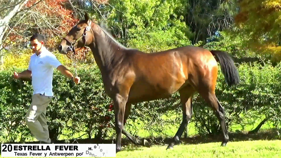 Lote ESTRELLA FEVER