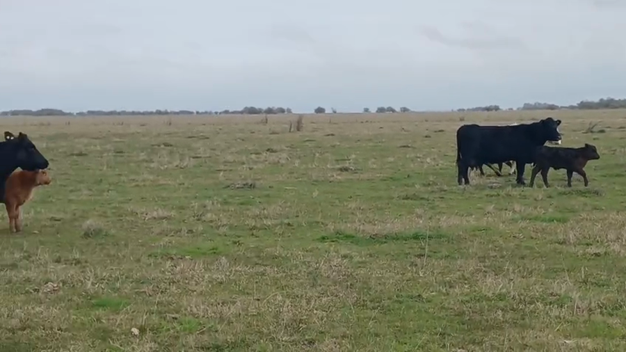 Lote 25 Vacas con Cría