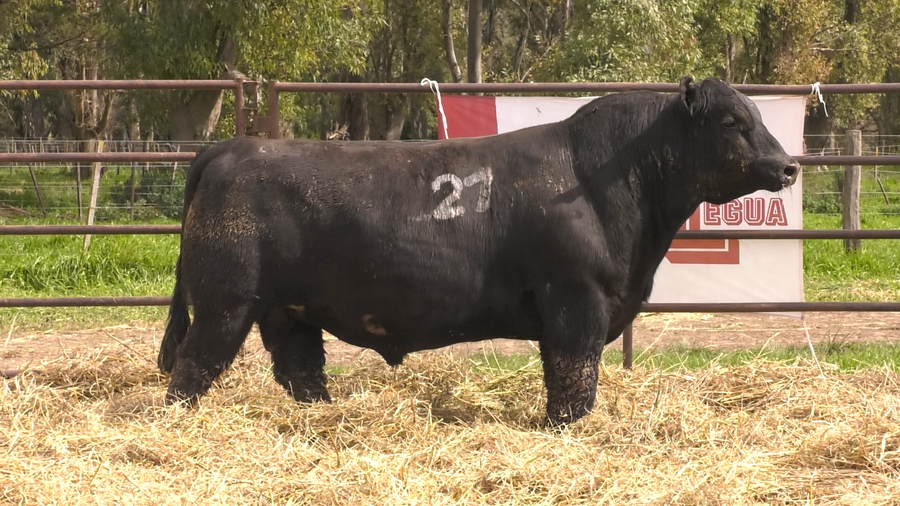 Lote TOROS ANGUS NEGROS  PC