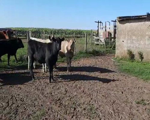 Lote 20 Terneros/as en Gral. Lamadrid, Buenos Aires
