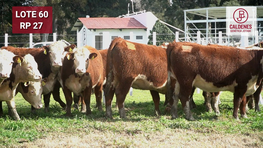 Lote VAQUILLONA PURAS REGISTRADAS PREÑADAS POR INSEMINAC. ARTIFICIAL, PARICIÓN PRIMAVERA.