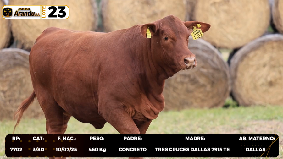 Lote LOTE 23