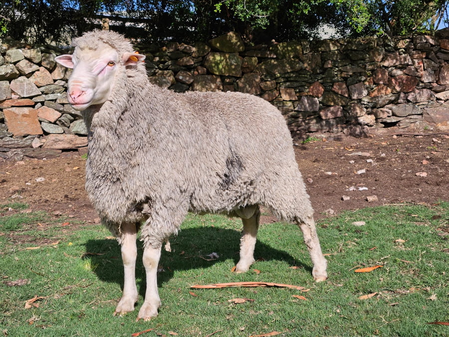 Lote (Vendido)Carneros a remate en Subasta Online - Nambi Guasu, Lavalleja