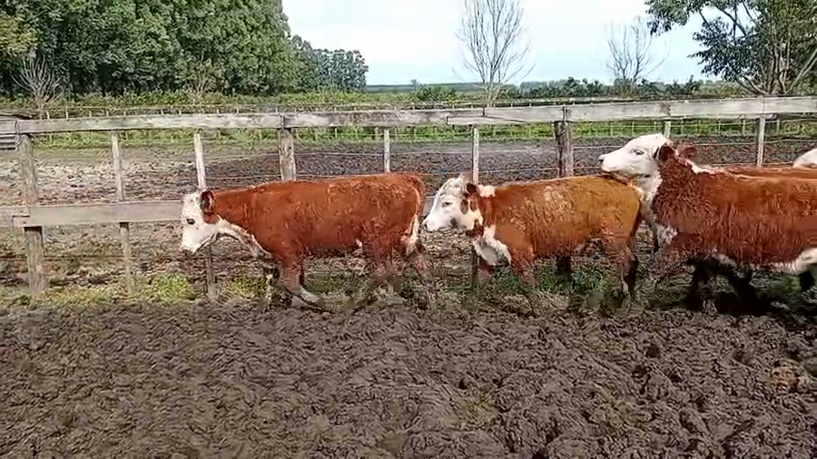 Lote 80 Terneras