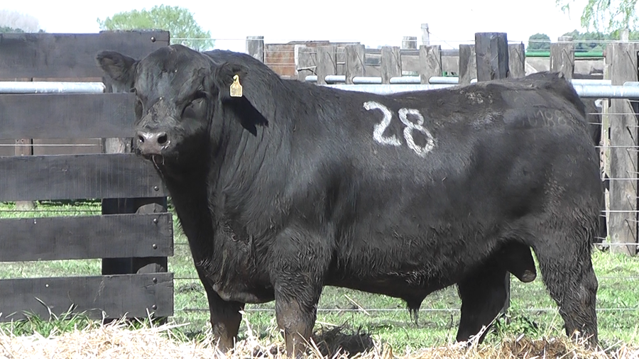 Lote TOROS ANGUS PURO CONTROLADO