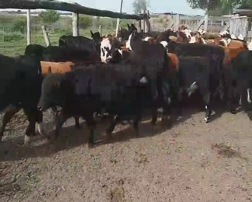 Lote 115 Terneros/as en Villaguay, Entre Ríos