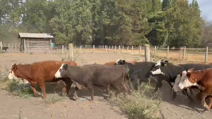 Lote 60 Vaquilla Engorda en Los Ángeles, VIII Región Biobío