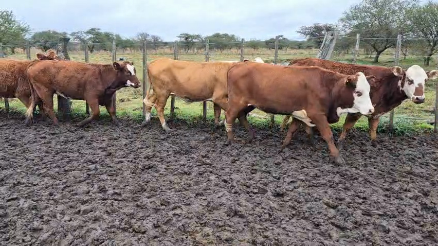 Lote 112 Vaquillonas en Corrientes, Curuzu Cuatia