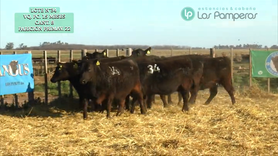 Lote VAQUILLONAS P.C. 15 MESES - PREÑADAS - PARICION PRIMAVERA