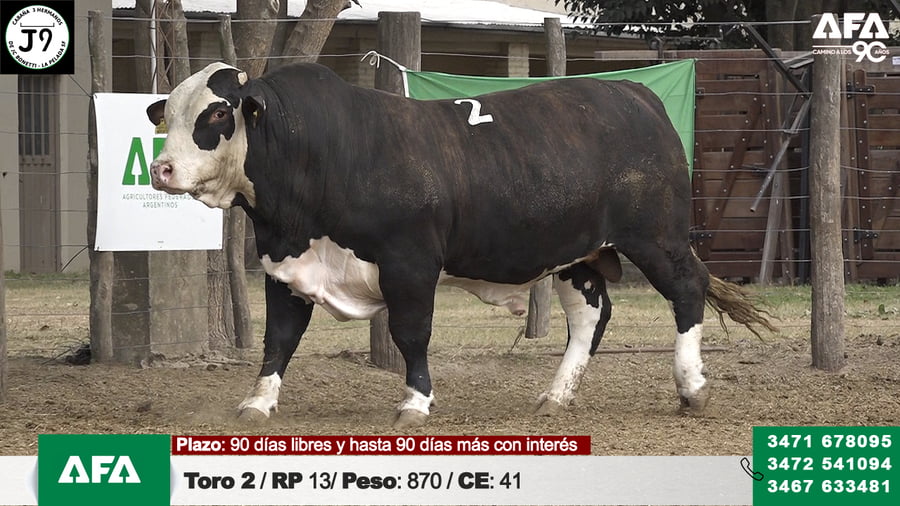 Lote "Cabaña ""3 HERMANOS"" Toros"