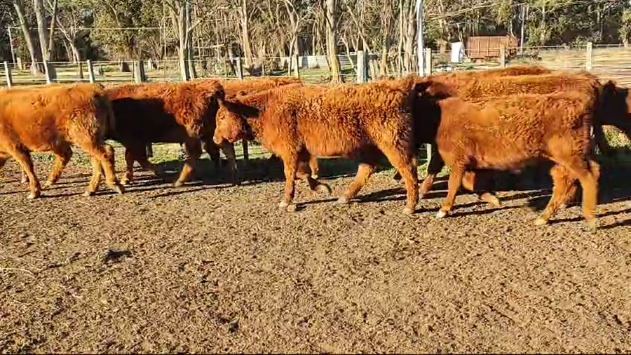 Lote 30 Terneros