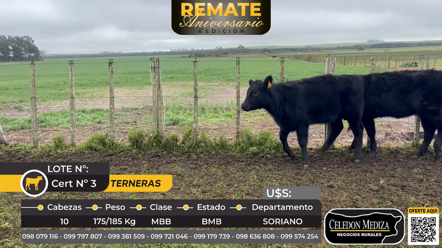 Lote 10 Terneras en Colonia