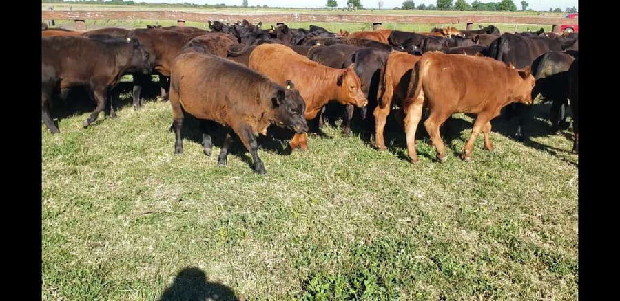 Lote 59 Terneros/as en Villaguay, Entre Ríos