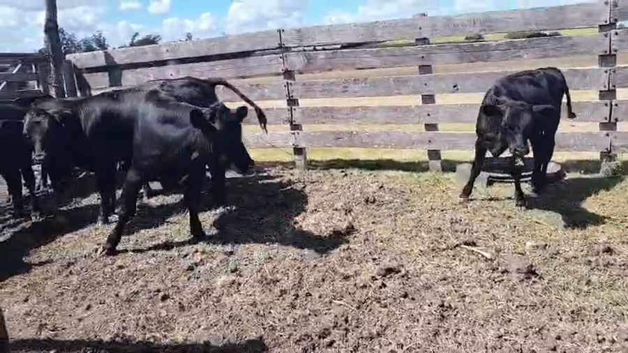 Lote 9 Terneros a remate en Pantalla Camy, San José